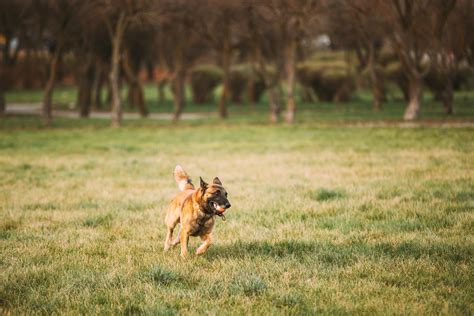 Benefits of Wireless Magic Fences for Dogs